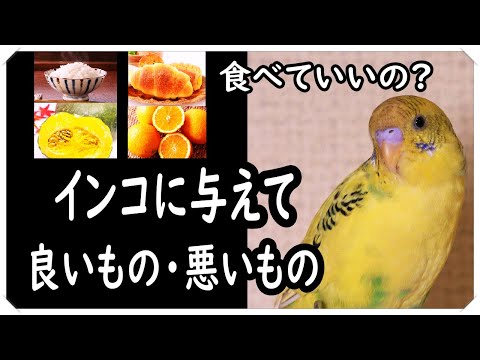 鳥に与えてはいけない食べ物は何ですか 冬米パン キヌア ゴマチーズ