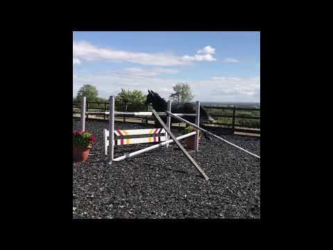 Millitendro - 3yo mare Diatendro