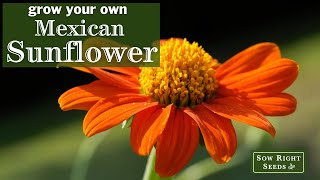 Sow Right Seeds | Mexican Sunflower