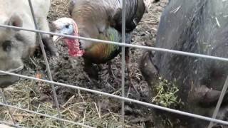 Breakfast with your wild friends