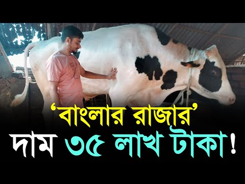১৬০০ কেজির ‘বাংলার রাজার’ দাম ৩৫ লাখ টাকা!