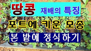 [텃밭농부. 1,010]  땅콩의 특징.  모종 키운것 정식하기