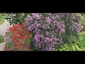 Breathtaking Blooms At Oil India Township Duliajan