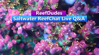 ReefDudes Saltwater Reef Chat - Live Q&A