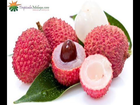Litchi Mc Lean (Litchi chinensis) - vídeo