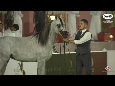 N 367 SHAMAN AL AREEB   10th Arabian Horse Show for local Breeders in Saudi Arabia 2021   Colts 2 Ye