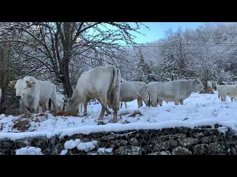 Animali al pascolo ad Amatrice