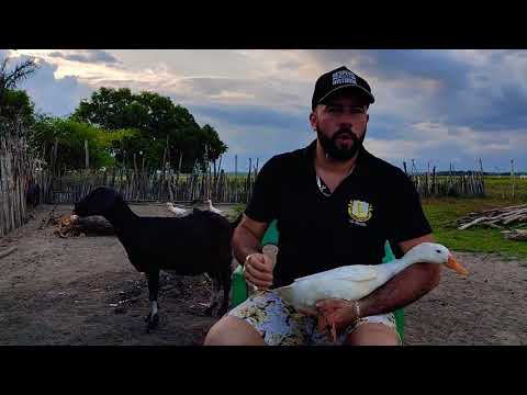 diferença macho e fêmea de aves aquáticas marreco,ganso e pato vídeo reposta sequisagem
