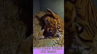 Download lagu sebuah proses kelahiran anak harimau mp3