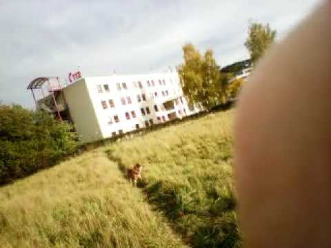 Die Gabe Schizophrenie : Stimmentausch mit negativer Absicht