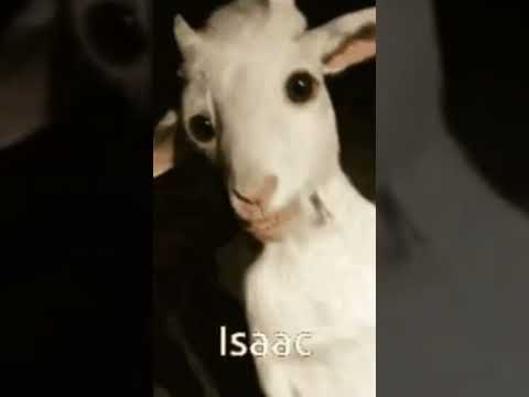 la cabra en el columpio ( de mi otro canal