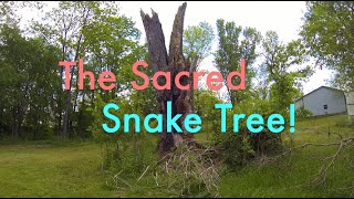 preview picture of video 'Metal Detecting: The Sacred Snake Tree'