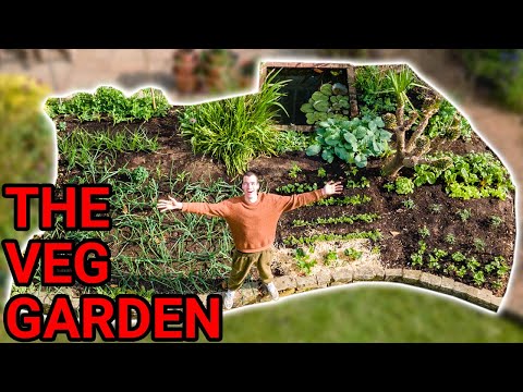 Growing a Vegetable Garden - Day 1 to Day 150