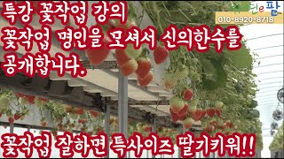 특강 딸기 특과, 대과를 만드는 방법!! 어렵게 꽃작업 명인을 모시고 특강 들어갑니다. 오늘 양동훈 유튜버님…