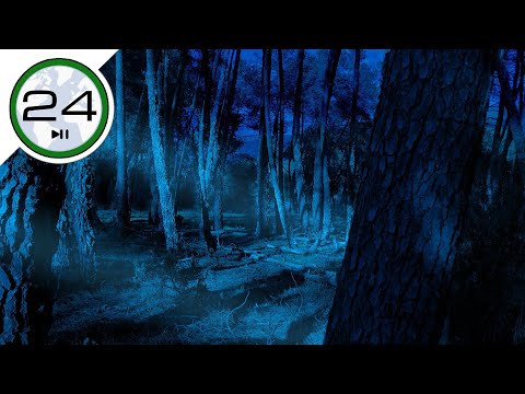 Sound of CRICKETS to Sleep. 🦗🌗 Relaxing Night sounds of Nature in the Forest