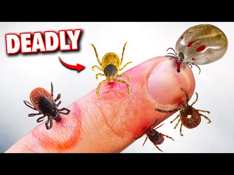 5 Deadly Tick Bites You Need To Worry About!