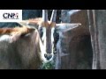 Sable Antelope In 1080P HD By John D Villarreal