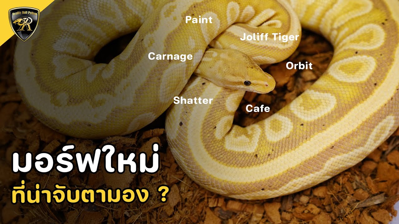 งูบอลมอร์ฟไหนที่น่าจับตามอง【 EP.181| 4K 】#realityballpython #ballpython