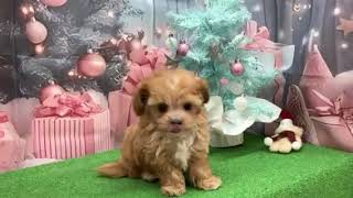 ハーフ犬の動画01