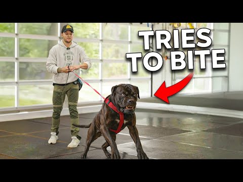 The Most AGGRESSIVE Dog I’ve Dealt With…