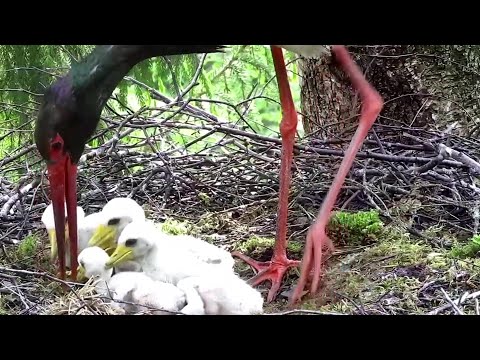 Must-toonekurg2~Janika brings a lot of food for her Storklets~6:45 PM 2022/05/31