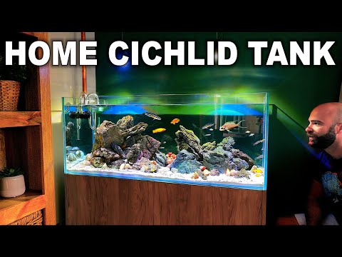 I Built A Stunning African Cichlid Tank In My Home