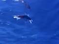 The Blue Planet Floating Crab S Dance