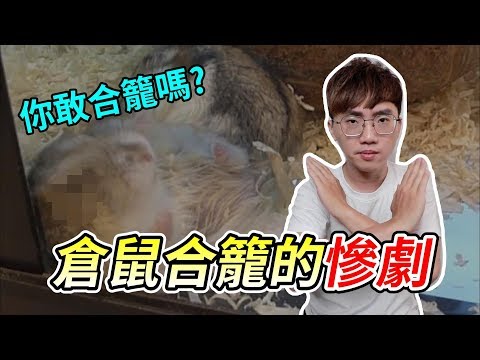 老鼠合籠斷頭慘劇