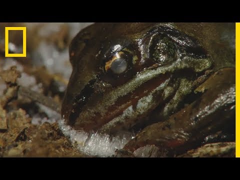 This frozen wood frog comes back to life