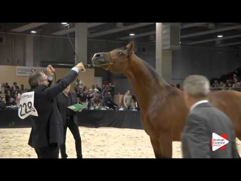 N 228 ANTAR FG   Verona 2015   Stallions 7 to 9 years old Class 11