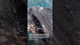 Kehadiran Hiu Paus di Desa Gorontalo, Dinas Pariwisata Gelar International Whale Shark Day Festival