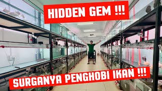 HIDDEN GEM !!! UPDATE HARGA IKAN HIAS DAN PREDATOR MEMASUKI HARI RAYA IDUL FITRI