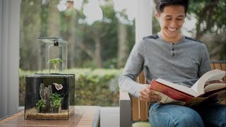 EcoQube C Desktop Aquarium 