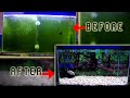 Cara Memberi Makan Ikan Hias Agar Aquarium Tetap Bening
