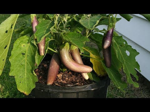 Harvesting Mitoyo Rosita Ping Tung and Little Fingers Eggplants