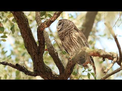 Barred owl female sleeping, dreaming and waking up