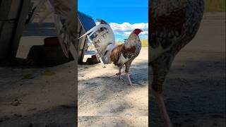 Download lagu ibang klasing bulik to ah #rooster mp3