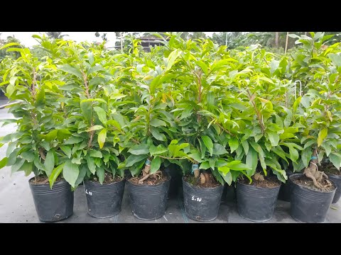 Mai vàng chơi tết giá rẻ _0973658812