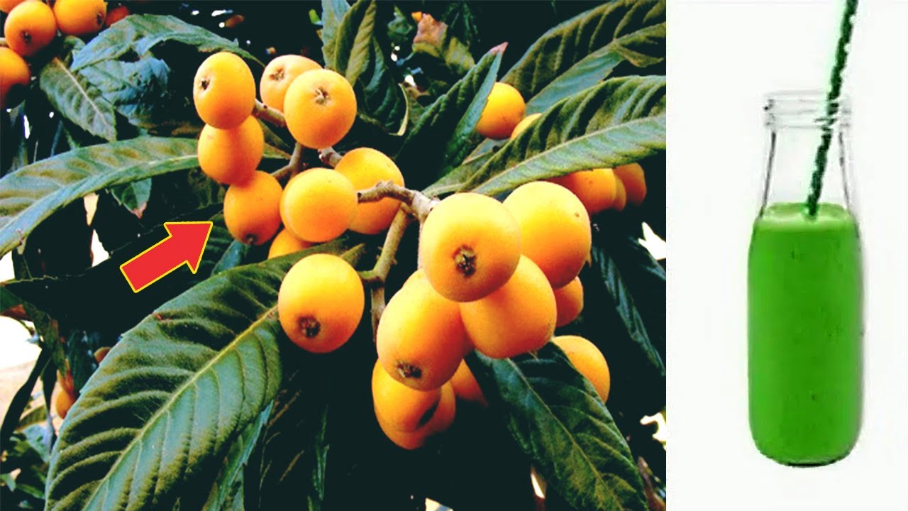 Just 1 leaf of this plant is worth a gold mine (Did you know that?)