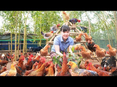 Making Nests For Chickens & Ducks To Lay Eggs. Chicken Farming In Rural Area