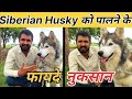 साइबेरियाई हस्की के फायदे साइबेरियाई