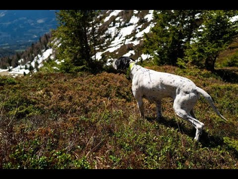 Black Grouse hunting with English Pointer
