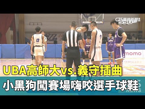 UBA高師大vs.義守插曲　小黑狗闖賽場嗨咬選手球鞋