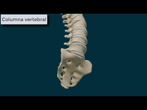 Columna Vertebral. Generalidades