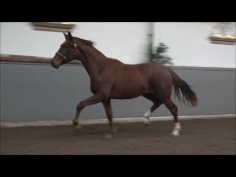 *2019 Stute von Vitalis - Duino SOLD!!!