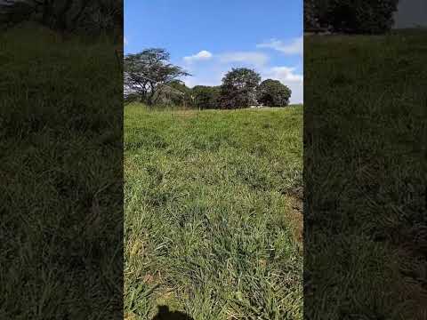 Irrigação salvando a lavoura em Acreúna-GO | Ouça o relato do produtor