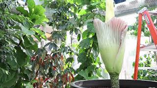 See a Corpse Flower blooming in Dexter Home