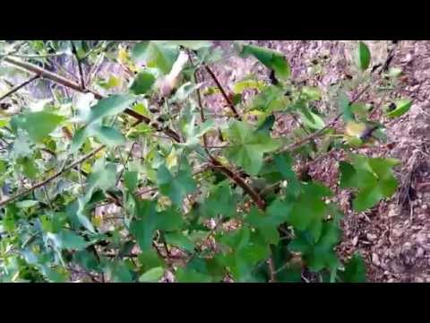 Muskdana Extract Powder