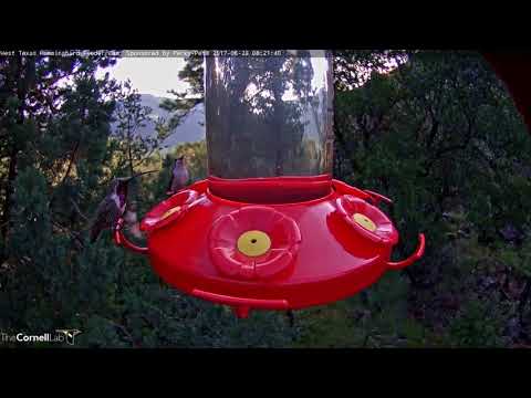 Male Lucifer Hummingbird Visits During Feeder Frenzy – August 23, 2017