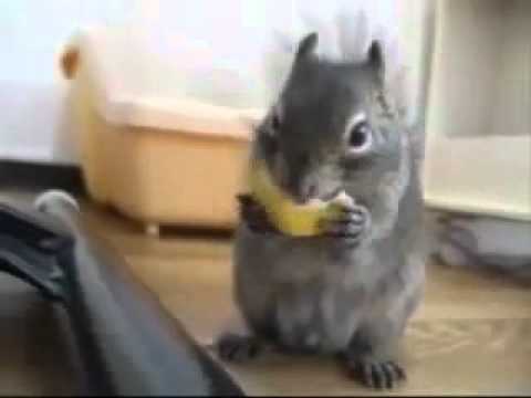 ciyvi limons chams, ციყვი ლიმონს ჭამს